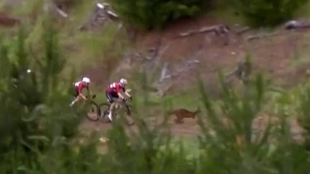 Renners komen kangoeroe tegen tijdens WK gravel in Australië