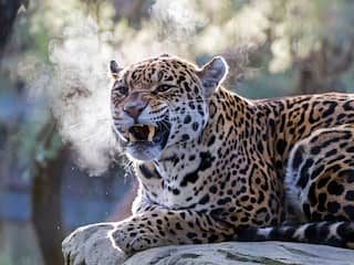 Beleef een heerlijk dagje dierentuin in ARTIS-Park van €30,50 voor €25,50