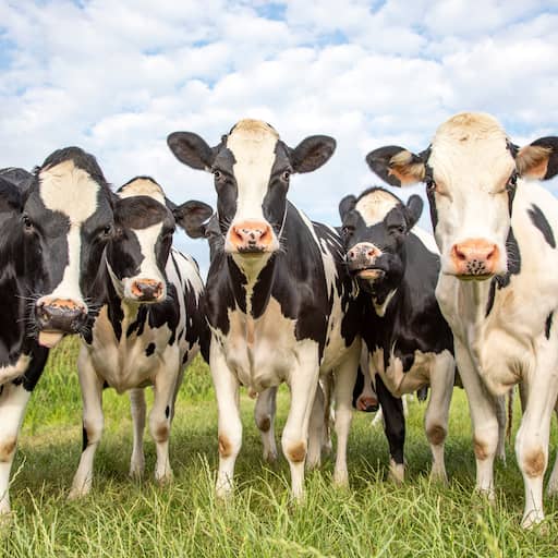 Illustratie bij: Gelderland eerste provincie die boeren strenge stikstofregels oplegt bij natuur