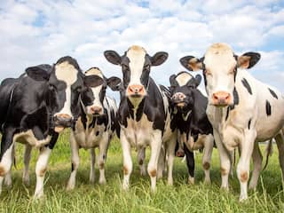 Gelderland eerste provincie die boeren strenge stikstofregels oplegt bij natuur