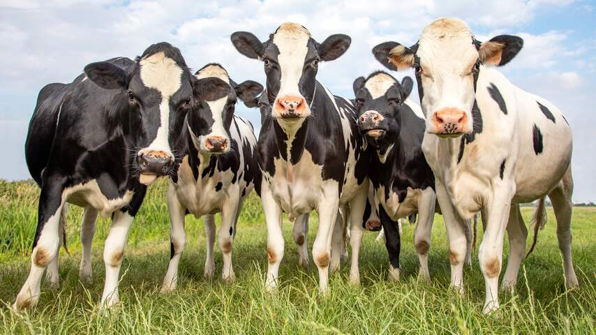 Foto bij Gelderland eerste provincie die boeren strenge stikstofregels oplegt bij natuur