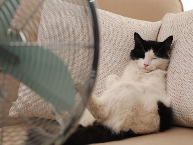 Ook dieren hebben last van de hitte. Lees hier hoe je ze kunt helpen.