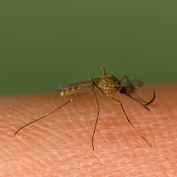 Nog vier patiënten met westnijlvirus overleden: 'Piek van uitbraak lijkt geweest'