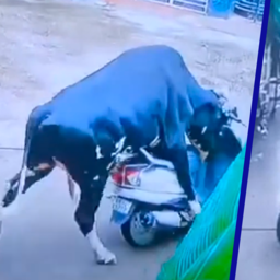 Video | Stier rijdt in India met scooter weg en crasht tegen muur