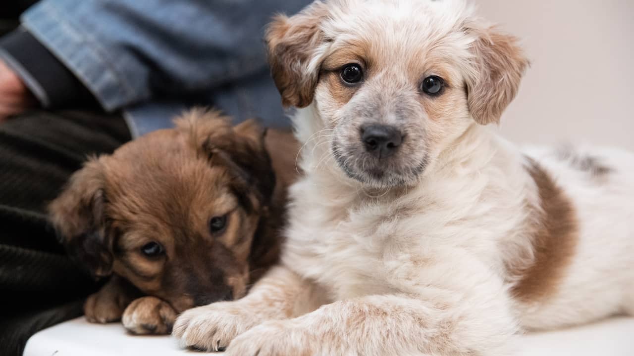 Zes honden omgekomen door brand bij hondenopvang in Zuidoostbeemster