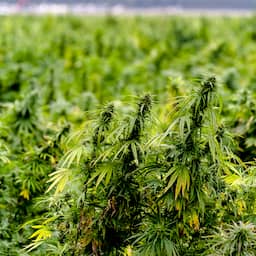 Inspectie legde afgelopen jaar 32 sancties op aan telers uit wietexperiment