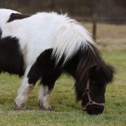 Man bekent dat hij pony acht keer seksueel heeft misbruikt in Amstelveen