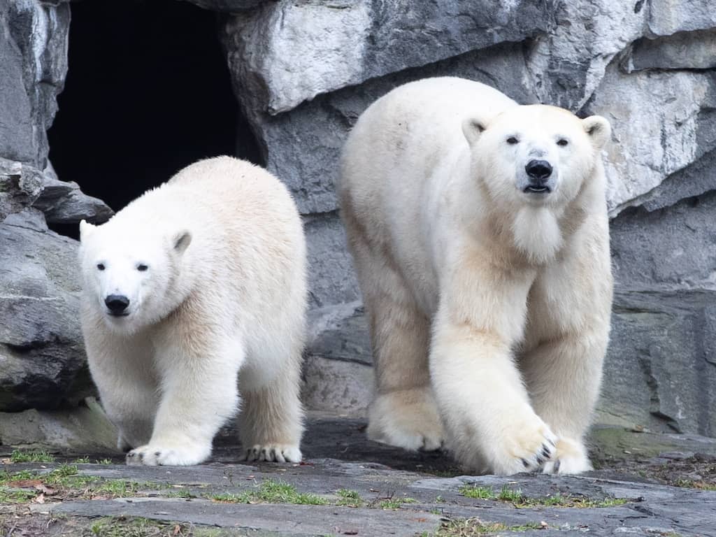 Dierentuin Berlijn geschokt nadat populaire ijsbeer product van incest blijkt