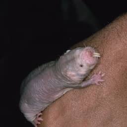 Wetenschappers vinden verklaring voor uitzonderlijke ouderdom naakte molratten