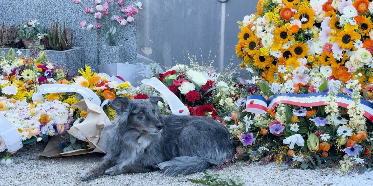 Hond ligt midden in bloemenzee bij graf dierenvriend Brigitte Bardot