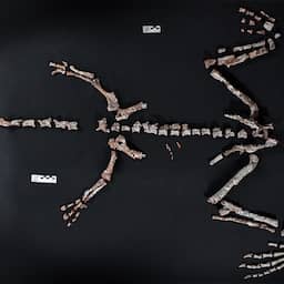 Dinoskelet van 230 miljoen jaar oud ontdekt op grote hoogte in Andesgebergte