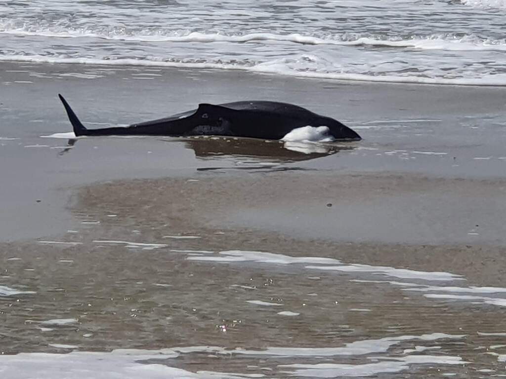 Tientallen dode bruinvissen aangespoeld op Waddeneilanden