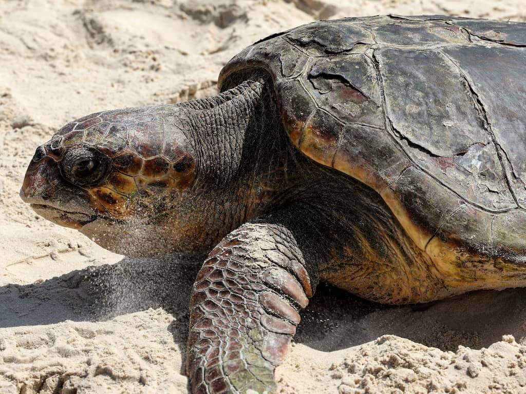 Acht kinderen en volwassene overleden na eten zeeschildpad op Zanzibar