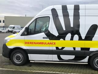 Fokker houdt 91 katten in huis en caravan, gemeente Helmond legt dwangsom op