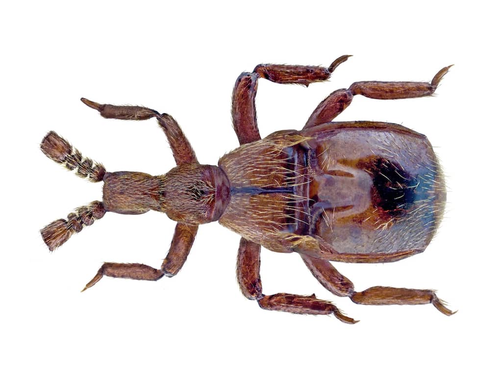 Rotsspringer Insect Harkwesp, sneeuwspringer en schaamluis vechten om titel Insect van het ...