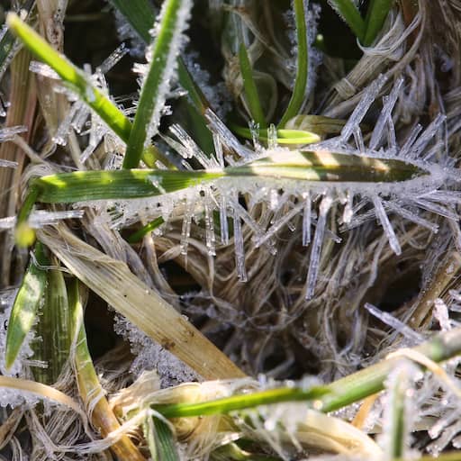 Illustratie bij: Na warme zomer duikt temperatuur aan de grond onder nul