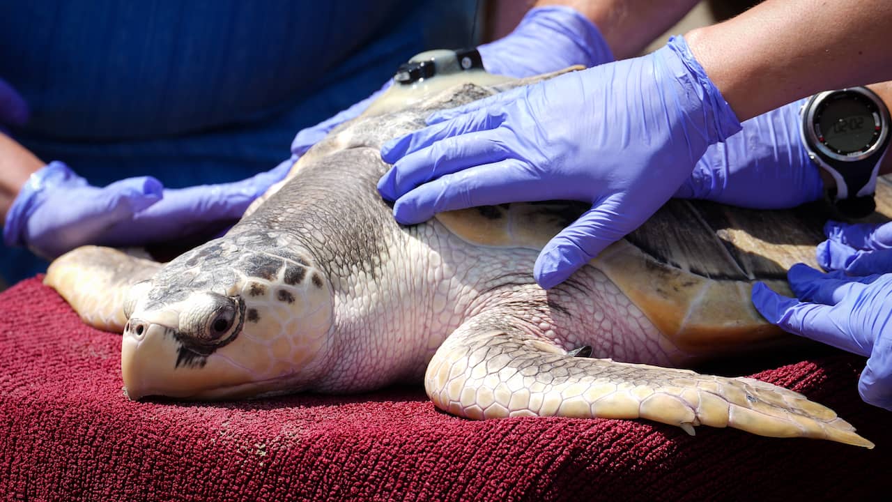 Geredde zeldzame zeeschildpad begint aan reis van 8.000 kilometer naar huis