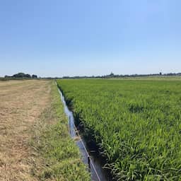 Koplopers | Polderrisotto in plaats van koeien om CO2-uitstoot te beperken