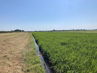 Velden vol rijst in de polder tegen bodemdaling en CO2-uitstoot