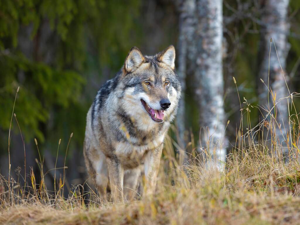 Wolf die hardloper beet op Hoge Veluwe mag van rechter worden gedood