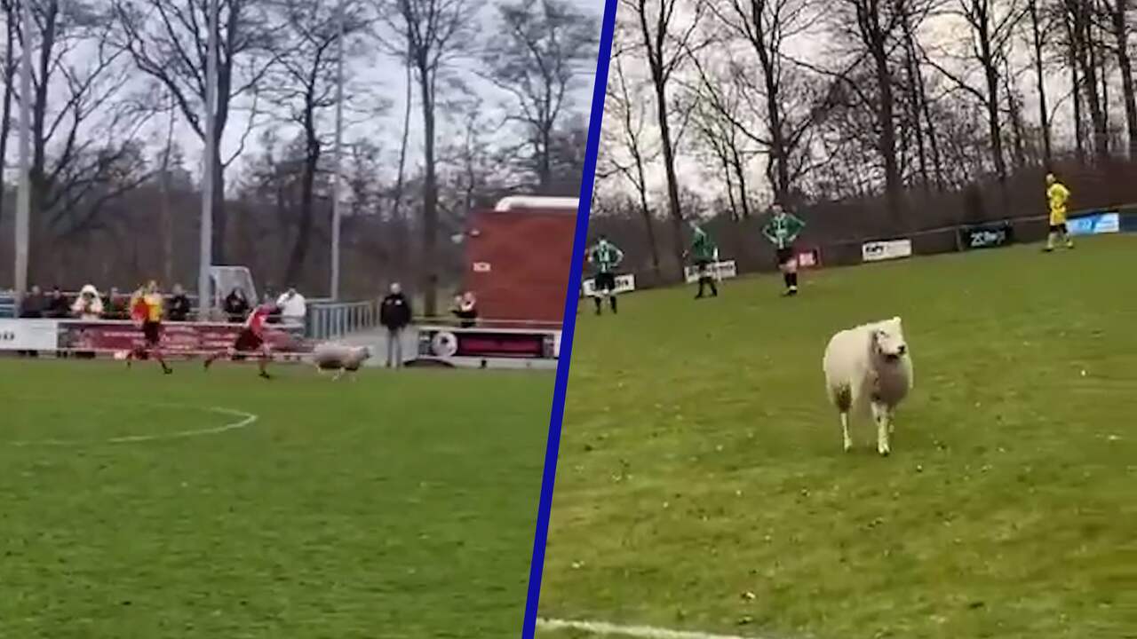 Video | Schaap rent voetbalveld op tijdens Friese amateurderby