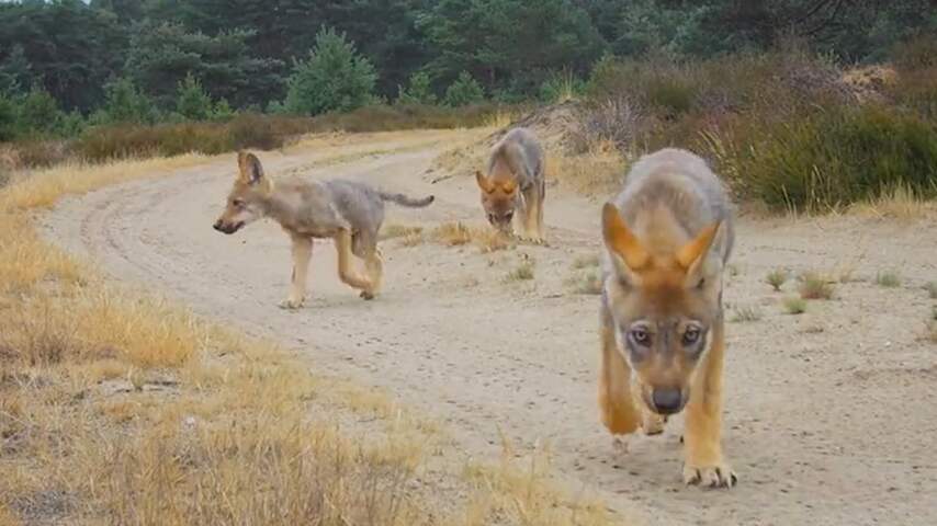 Nieuwe beelden van jonge wolfjes op de Veluwe