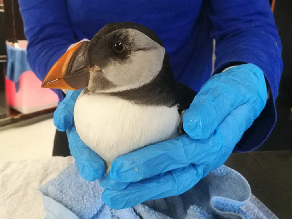 Papegaaiduikers aangespoeld in Noord-Nederland, eentje nog in leven