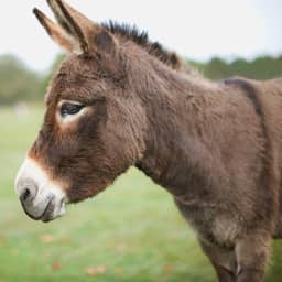 Ezel mishandeld en gedood bij kinderboerderij in het Zeeuwse Hulst