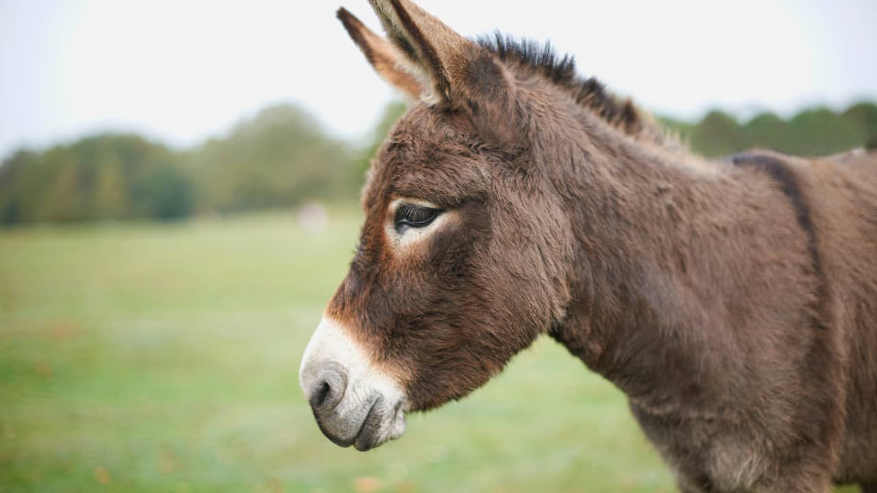 Ezel mishandeld en gedood bij kinderboerderij in het Zeeuwse Hulst