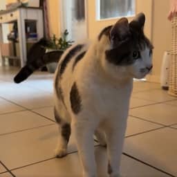 Vermiste kat uit Beverwijk na 4,5 jaar teruggevonden in Dordrecht