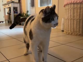 Vermiste kat uit Beverwijk na 4,5 jaar teruggevonden in Dordrecht