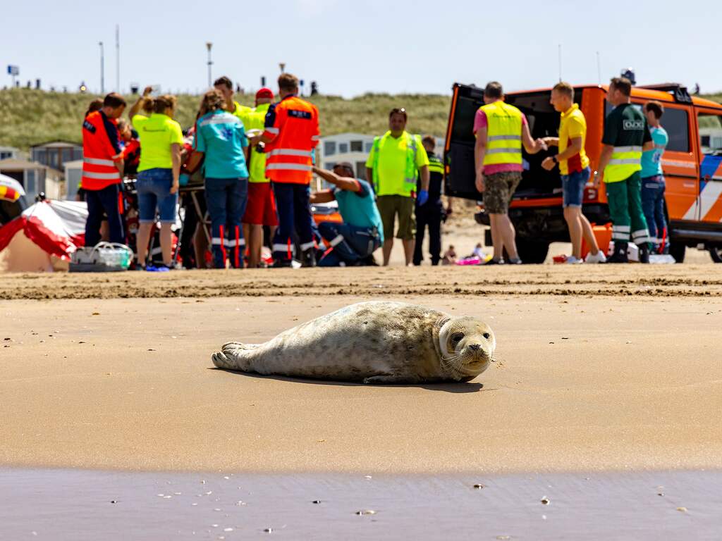 Zeehond op strand Bloemendaal