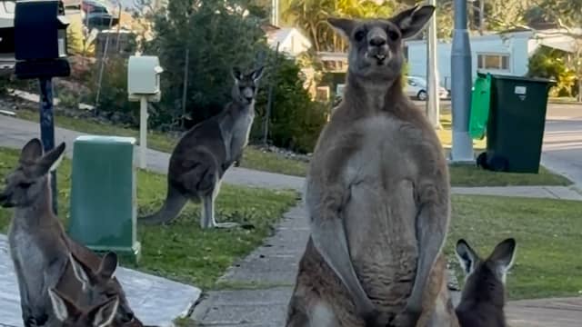 Vrouw filmt 'gigantische' kangoeroe voor haar deur in Australië