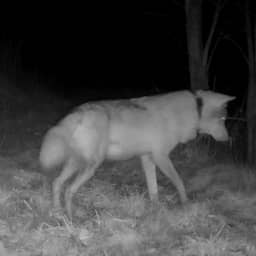 Grote kans dat gezenderde wolf plek van doodgeschoten 'Bram' inneemt