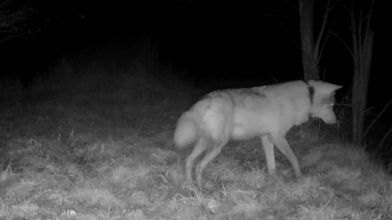 Grote kans dat gezenderde wolf plek van doodgeschoten 'Bram' inneemt