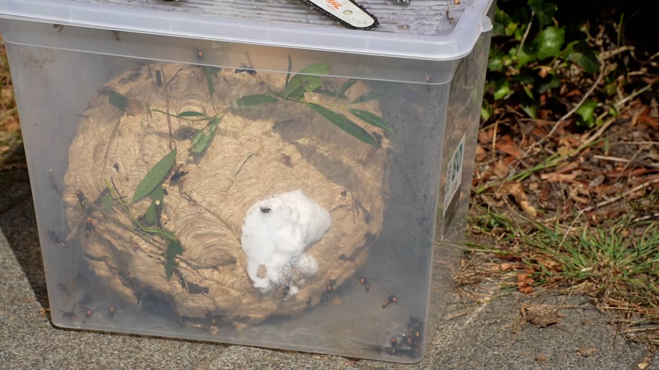 Video | Imkers verwijderen groot nest van Aziatische hoornaars in Kaatsheuvel