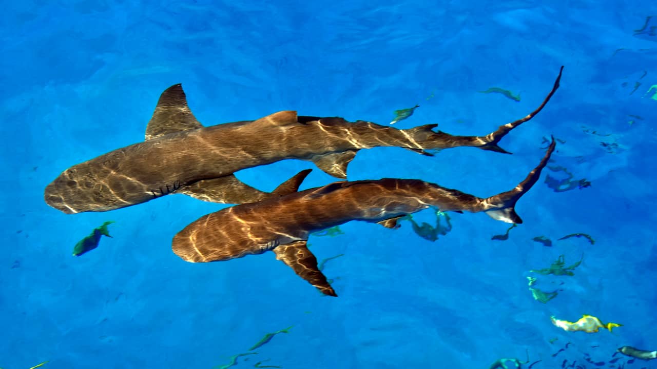 Na Brazilië testen nu ook haaien bij de Bahama's positief op drugs