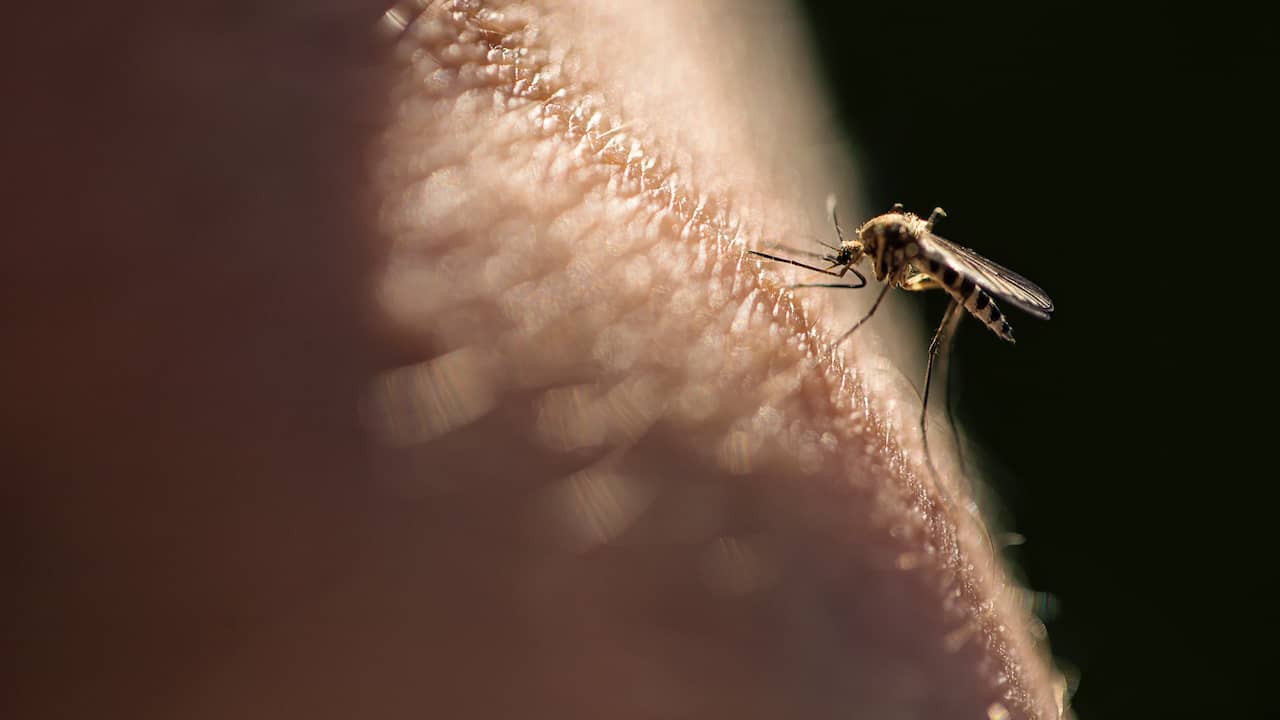 Negen mensen hebben westnijlvirus opgelopen in Nederland