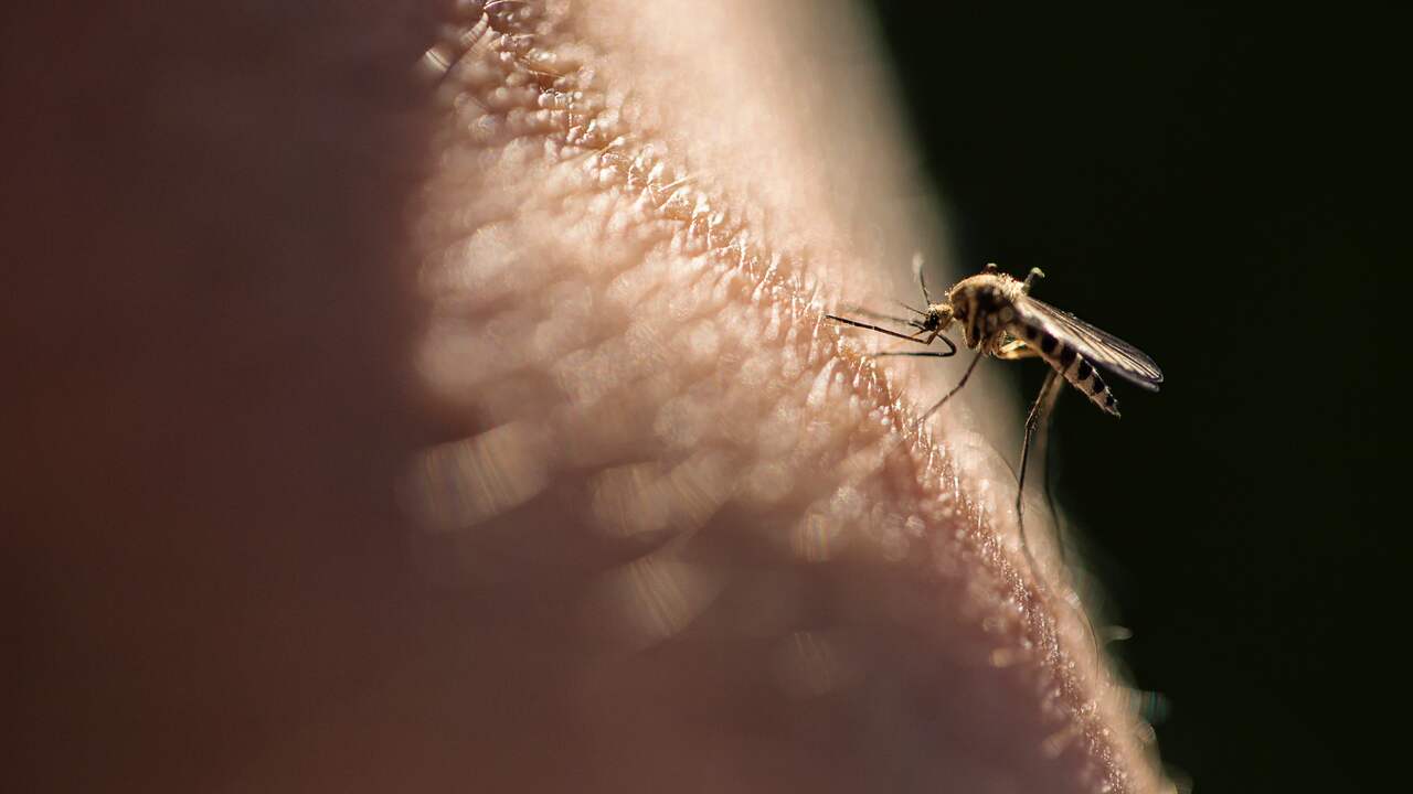 Foto bij Negen mensen hebben westnijlvirus opgelopen in Nederland