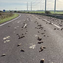 Deel van Zeeuwse snelweg afgesloten vanwege enorme lading suikerbieten op de weg