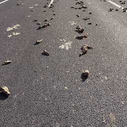 Deel van A256 bij Goes afgesloten vanwege enorme lading suikerbieten op de weg