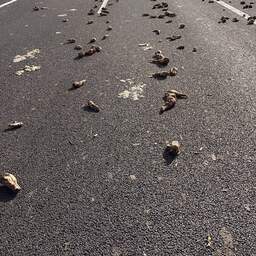 Deel Zeeuwse snelweg afgesloten vanwege grote lading suikerbieten op de weg