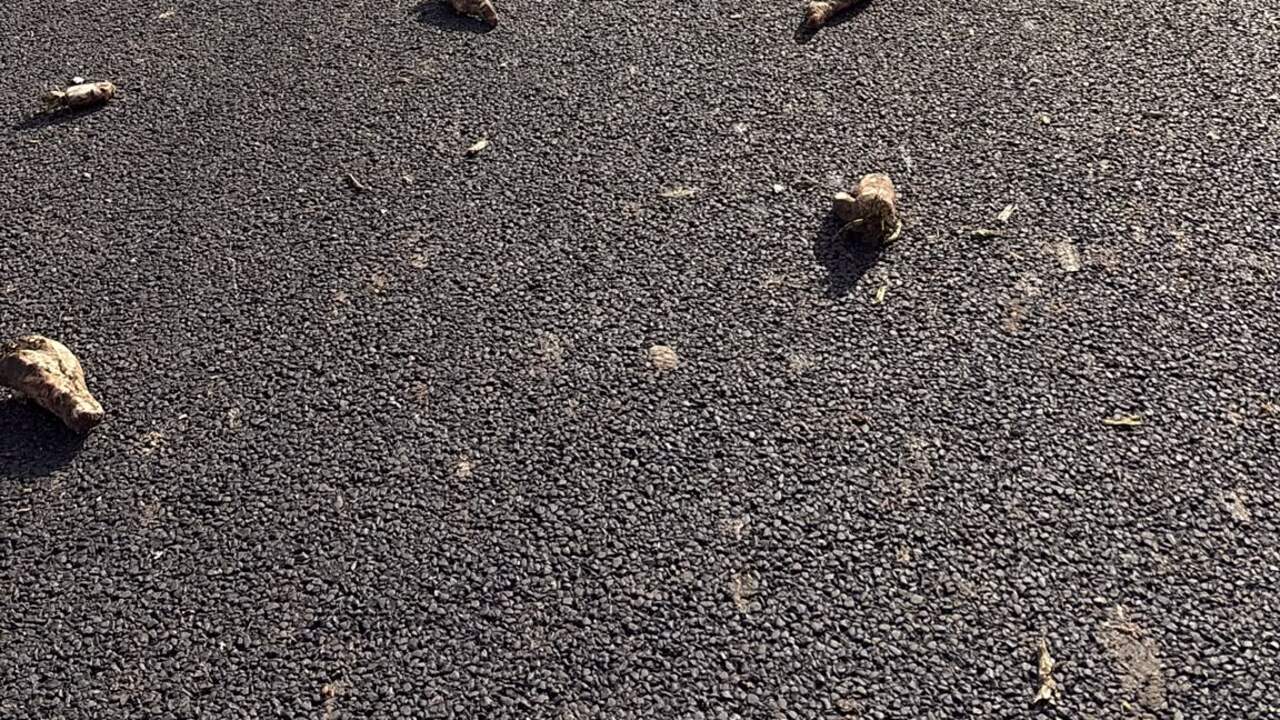 Foto bij Deel Zeeuwse snelweg afgesloten vanwege grote lading suikerbieten op de weg