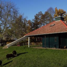 Bloedsporen gevonden na verdwijning van schapen bij kinderboerderij in Olst