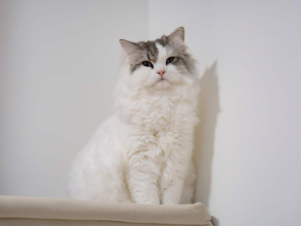 Kat zit per ongeluk urenlang ingegraven onder huis in Oosterhout