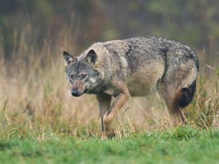 Wolven verspreiden zich verder door het land: mogelijk vijf nieuwe leefgebieden