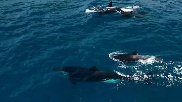 Enorme orka zwemt met kalf voor kust van Californië