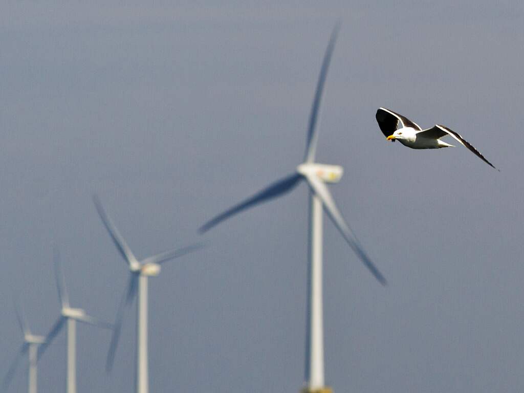 Windparken op Noordzee voor het eerst stilgezet om trekvogels te beschermen