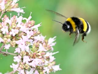 Nederland verliest planten die afhankelijk zijn van bestuiving door insecten