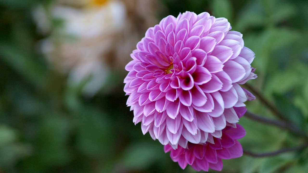 Tien planten die ook in het najaar bloeien, en je tuin opfleuren | Wonen |  NU.nl